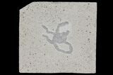 Jurassic Fish Coprolite (Fish Poop) - Solnhofen Limestone #96913-1